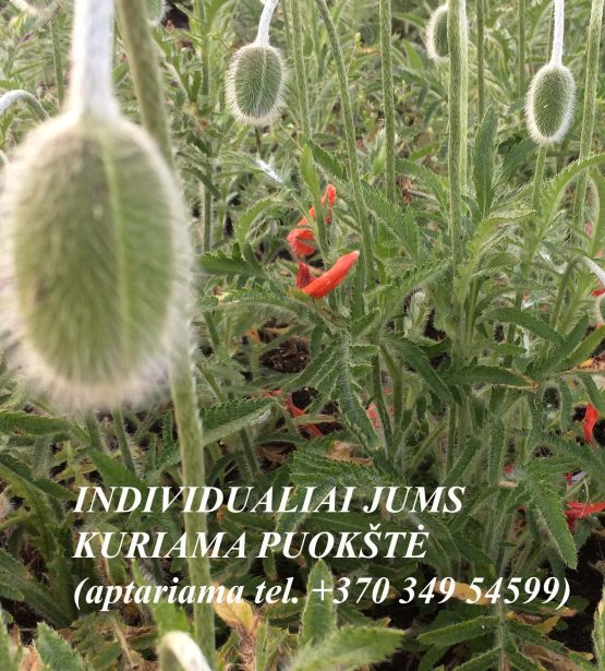 Gedulo kompozcija 50 Eur