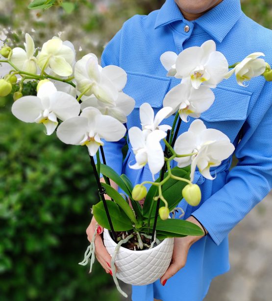 Kambarinis augalas "Phalaenopsis" keramikiniame vazone