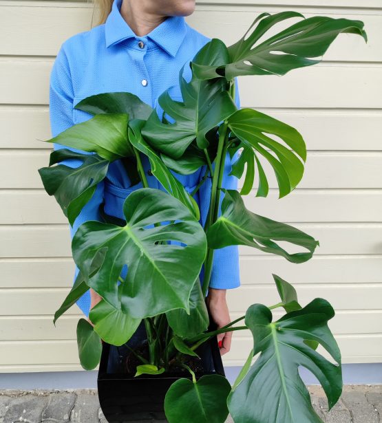 Kambarinis augalas "Monstera" su vazonu