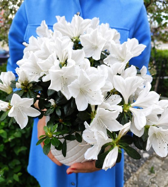 Kambarinis augalas "Azalija white"