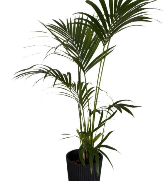 Kambarinis augalas – Howea