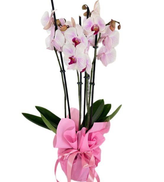 Kambarinis augalas – Phalaenopsis 3-4 šakų