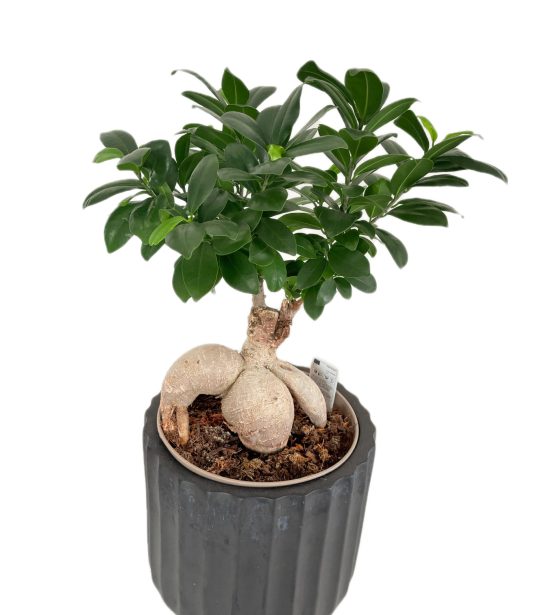 Kambarinis augalas – Ficus Ginseng su keramikiniu vazonu