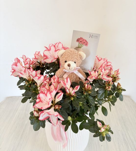 Augalas Azalija keramikiniame inde + mini TEDDY
