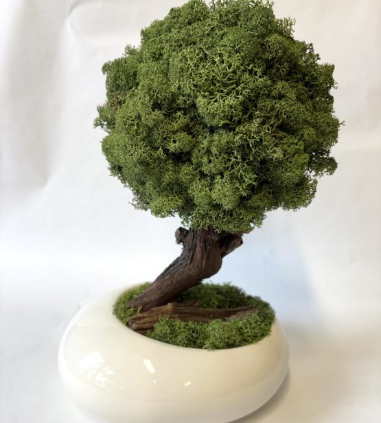 Samanų bonsai „Forest“ | Rankų darbo dekoracija